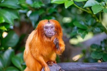 Poster - Golden lion tamarin (Leontopithecus rosalia) in greenery