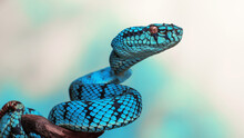 Blue Viper Snake In Close Up
