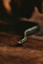 Vertical Closeup Shot Of A Small Black Snake Crawling At The Foot Of A Golden Retriever