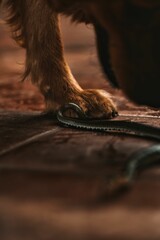 Wall Mural - Vertical closeup shot of a Golden Retriever stepping on the snake