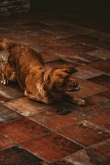 Wall Mural - Vertical shot of a Golden Retriever protecting the home from a snake