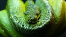 Closeup Of A Beautiful Green Tree Python In A Zoo