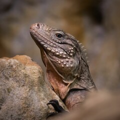 Sticker - Closeup of a beautiful Iguana on a stone in a zoo