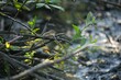 Close-up shot of a leaf warbler on a branch