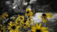 Selective Color Shot Of Yellow Rudbeckia Flowers