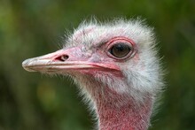 Closeup Shot Of An Ostrich Head Against A Green Blur Background
