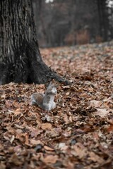 Sticker - Vertical shot of a squirrel in a forest surrounded by dry leaves in autumn in daylight