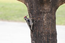 Closeup Shot Of A Downy Woodpecker