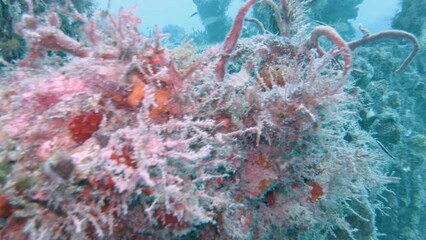 Wall Mural - Beautiful shot of underwater corals