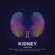 Human kidney medical structure. Vector logo kidney color silhouette on a dark background. EPS 10