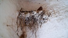 Old Nest Of Swallows In The Corner On The White Wall Of The Chicken Coop Close-up. Smooth Camera Movement. Empty Bird Nest