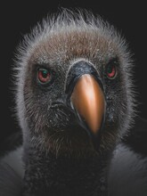 Close Up Portrait Of A Ruppell's Griffon Vulture On A Black Background