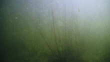 Shallow Murky River Water -Underwater Go Pro Shot