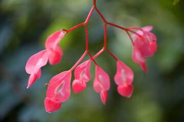 Wall Mural - Begonia fuchsia flower