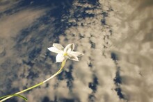 Isolated Zephyranthes Candida (Rain Lily Against Cloudy Sky