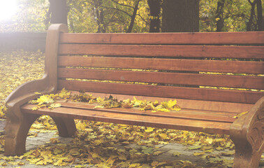 Wall Mural - Wooden bench in the city park against the background of autumn leaves. Autumn mood, sunlight. Close-up