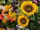 Fototapeta  - Beautiful two sunflowers with green leaves in front of a tulip bouquet.