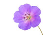 Single bright purple and red flower of the cultivated Geranium isolated
