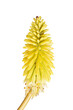 Single stem piece with bright yellow flowers of the red hot poker, Kniphofia, also called Tritoma or torch lily, isolated