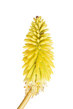 Single Stem Piece With Bright Yellow Flowers Of The Red Hot Poker, Kniphofia, Also Called Tritoma Or Torch Lily, Isolated