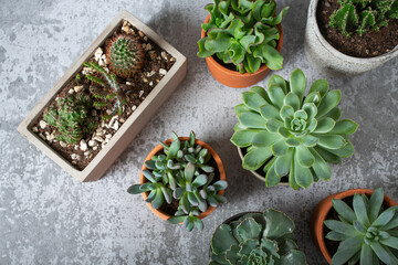 Poster - variety of succulent plants on grey surface. Empty space for your text.