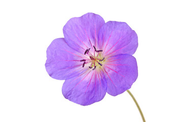 Single bright purple and red flower of the cultivated Geranium isolated