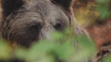close-up portrait of bear in the wild nature.