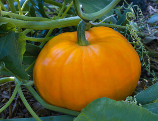 Organic Pumpkin on Vine in October, in Virginia. 