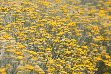 yellow flowers of helichrysum plant in the cultivated field