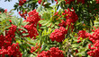 Tree with red berries called Sorbus aucuparia or commonly rowan