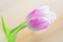 Pink White Tulip Spring Flower With Green Leaves