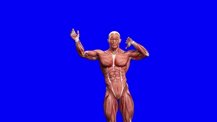 Wall Mural - muscle maps man is dancing a very pop dance in blue chroma key background