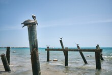 Seashore With Wooden Platforms And Perched Seagulls And Pelicans