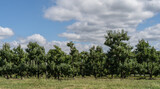 Fototapeta  - Late summer apple trees at local orchard in rural Pennsylvania 