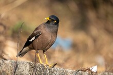 Closeup Of A Common Myna Standing On A Piece Of Rock