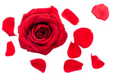 PNG, Two Red Roses