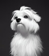 A digital painting portrait of a cute Maltese dog 