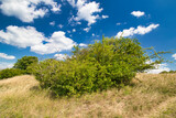 Fototapeta Tęcza - A green bush on Table mountain in Palava, in hot summer day under white clouds and blue sky. Czech Republic.