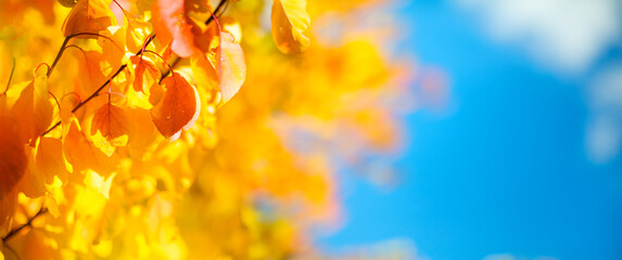 Wall Mural - sunny yellow autumn leaves decorate a wide blurred background in the autumn forest