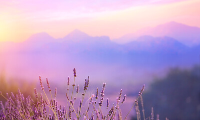 Wall Mural - blooming lavender flowers at sunset in provence alps, france