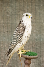 A White Falcon Falco Rusticolus In An Aviary