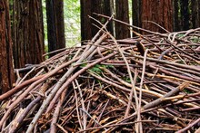 Closeup Shot Of A Pile Of Wooden Twigs In A Forest