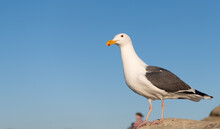Seagull Bird With White Head And Dark Grey Wings Plumage Standing On Rock Sky Background, Copy Space