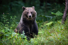 Alert Brown Bear, Ursus Arctos, Looking In Green Thicket In Autumn. Wild Predator Standing In Forest In Fall Evening. Large Animal Watching To The Camera In Wilderness.