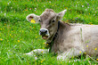 Urlaub im Kleinwalsertal, Österreich: Junge Kuh, Kalb  im Wildental, Fluchtalpe, Wiesalpe
