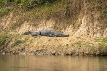 Canvas Print - Gray Nile crocodile laying by a pond