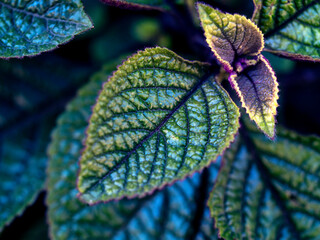 Wall Mural - Abstract natural background with leaves for various purposes. Leaves in close-up.