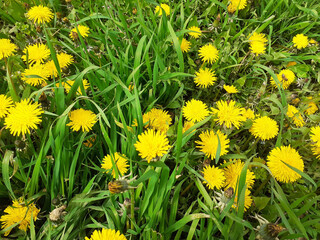 Sticker - Yellow dandelion in the green grass in the meadow.