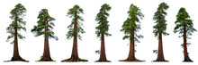 Redwood Tree, Collection Of Sequoia Trees