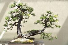 Miniature Tree Of Natural Pinus Rigida Bonsai Also Known As Pitch Pine, Against A Wall